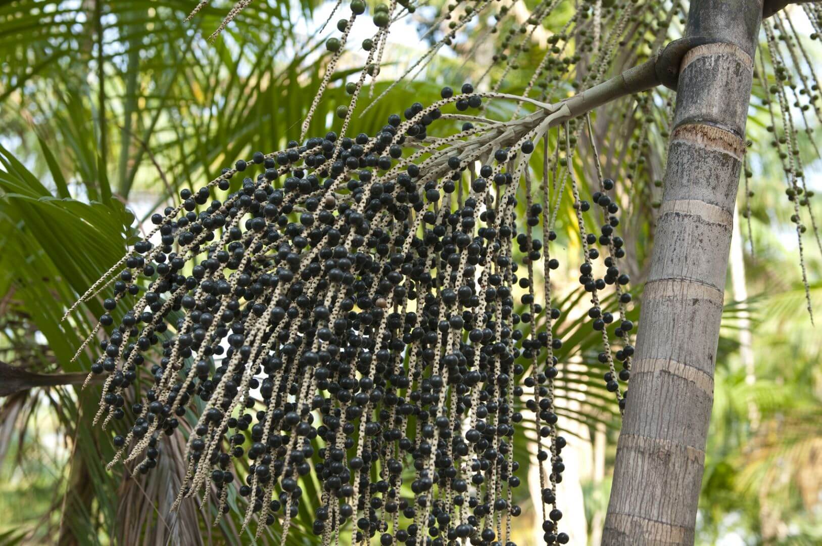 Асаи на пальмовых деревьях